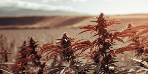 plantes de cannabis rouges en extérieur dans un champ au coucher du soleil