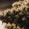 gros plan de tête de cannabis avec trichomes et pistils orange