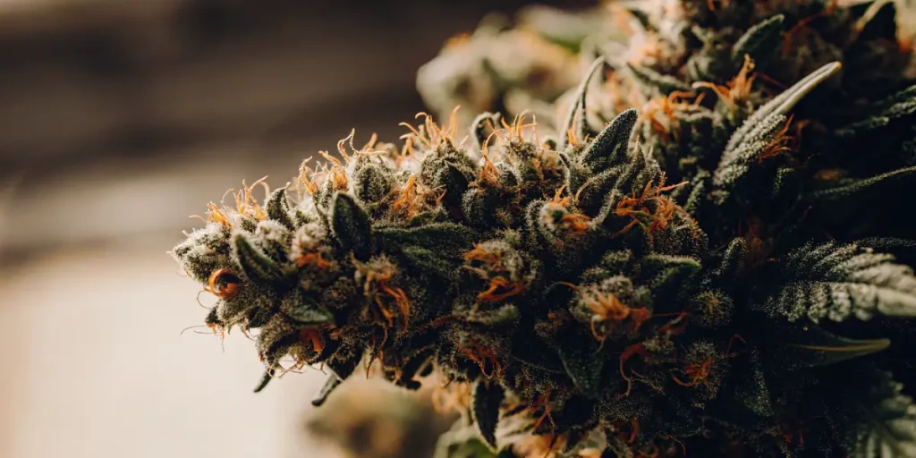 gros plan de tête de cannabis avec trichomes et pistils orange