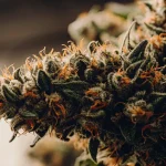 gros plan de tête de cannabis avec trichomes et pistils orange
